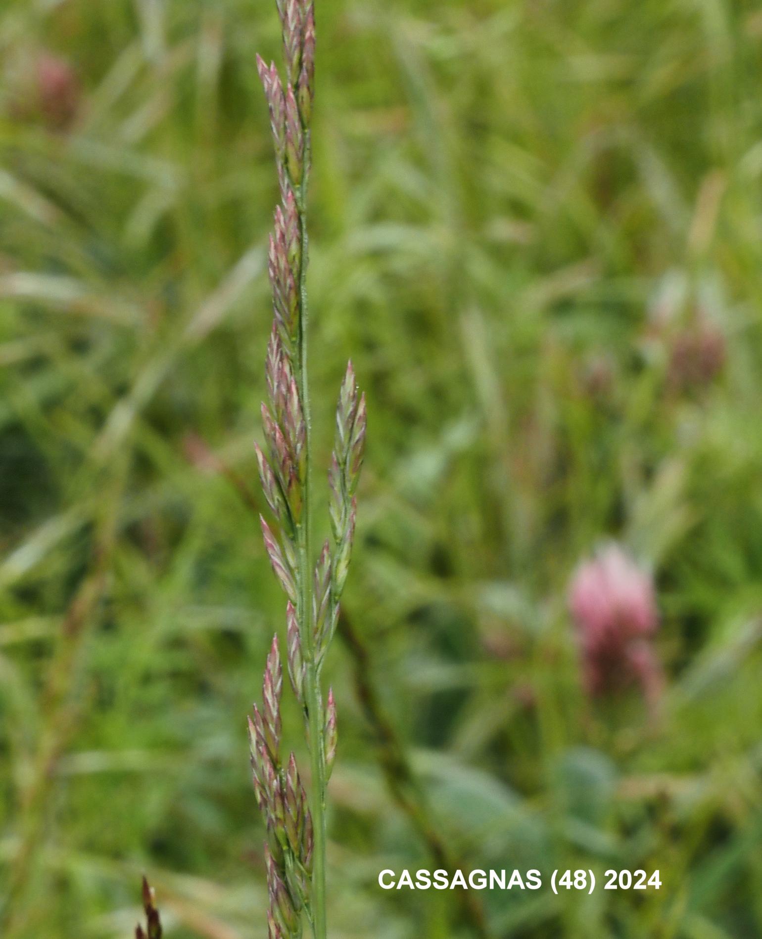 Fescue, Red